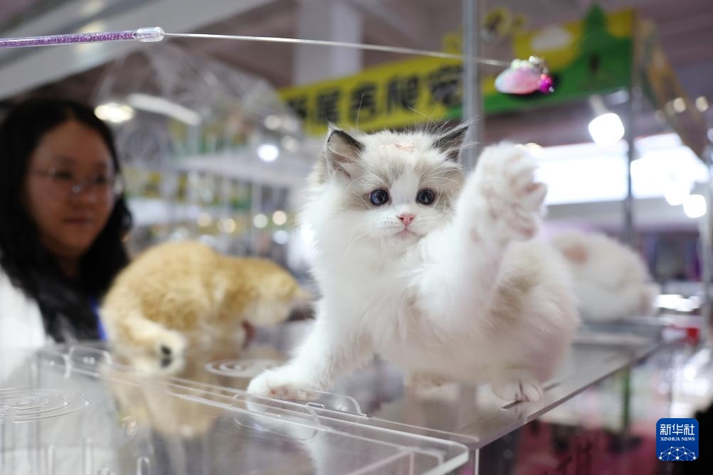 宠物经济撬动情感消费新场景 宠物经济撬动情感消费新场景