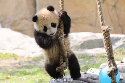 上海大熊猫龙凤胎太萌了!上海大熊猫龙凤胎首度尝试户外活动 上海大熊猫龙凤胎太萌了!上海大熊猫龙凤胎首度尝试户外活动