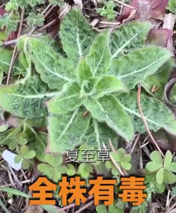 漫山遍野的春菜,哪些能吃,哪些不能吃? 漫山遍野的春菜,哪些能吃,哪些不能吃?