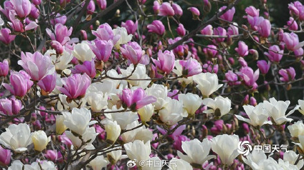 北京双色玉兰大片上新