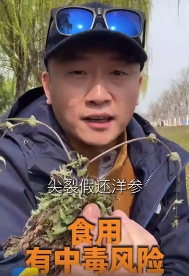 漫山遍野的春菜,哪些能吃,哪些不能吃? 漫山遍野的春菜,哪些能吃,哪些不能吃?