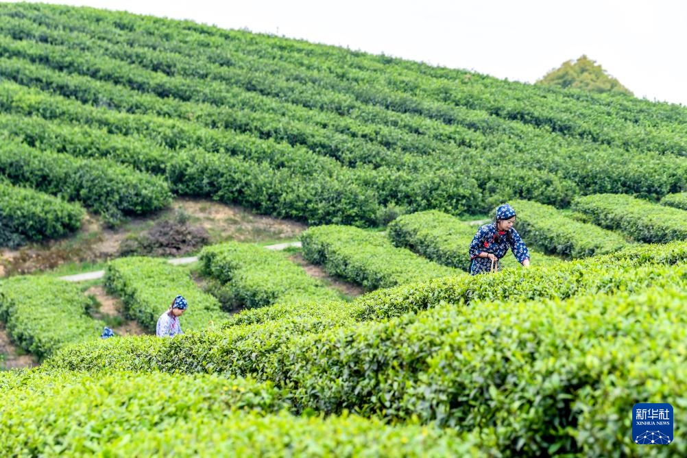 重庆荣昌:春茶采摘正当时 重庆荣昌:春茶采摘正当时
