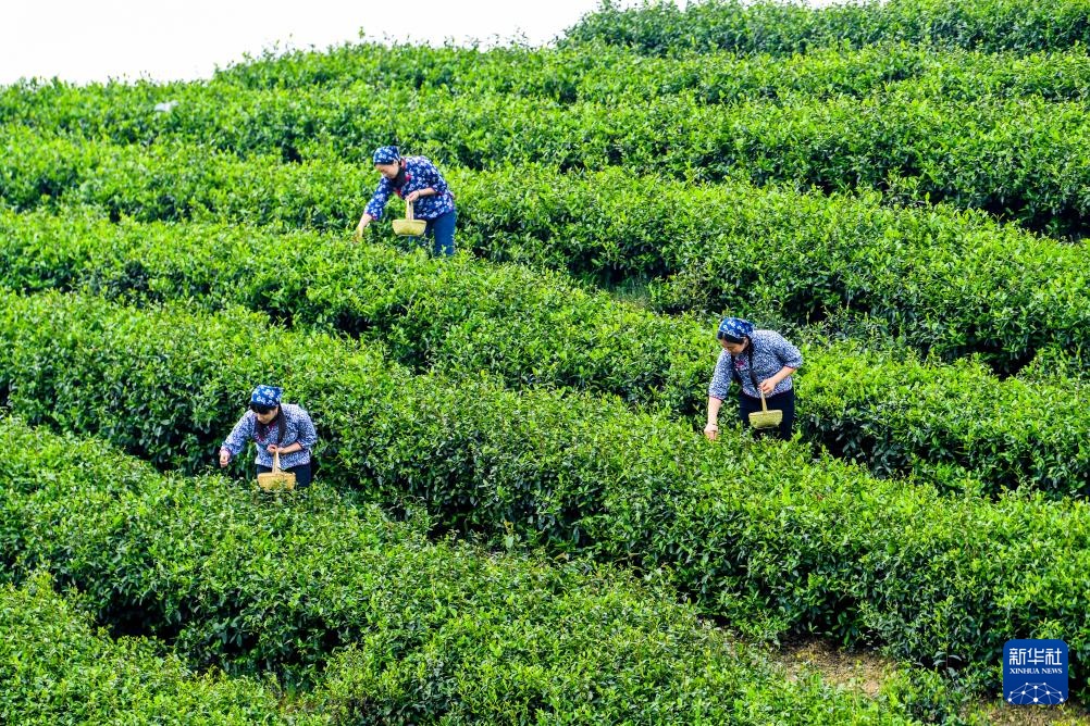 重庆荣昌:春茶采摘正当时 重庆荣昌:春茶采摘正当时