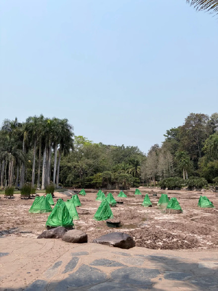 西双版纳热带植物园王莲池“干涸”？园方回应：正在清理维护，开放时间待定