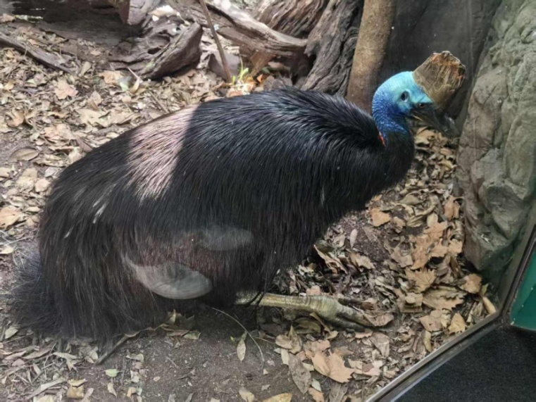 蝌学最前沿丨棘龙家族上新！新种头顶自带 “弯刀” 角冠