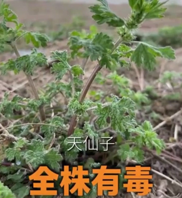 漫山遍野的春菜,哪些能吃,哪些不能吃? 漫山遍野的春菜,哪些能吃,哪些不能吃?