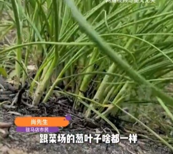 野餐烧烤忘带葱! 7人摘山上野葱腌着吃，结果“全军覆没”送医！