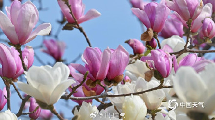 北京双色玉兰大片上新