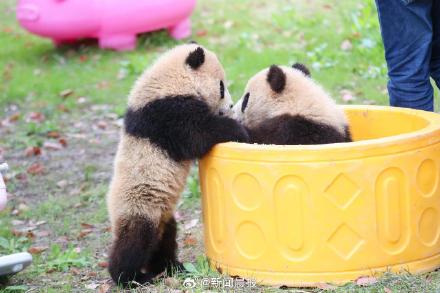 上海大熊猫龙凤胎太萌了!上海大熊猫龙凤胎首度尝试户外活动 上海大熊猫龙凤胎太萌了!上海大熊猫龙凤胎首度尝试户外活动