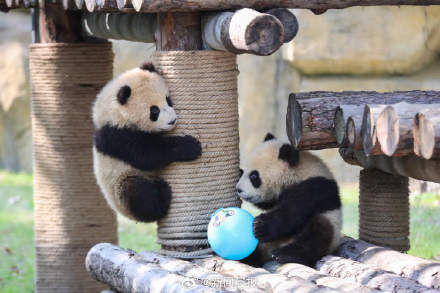 上海大熊猫龙凤胎太萌了!上海大熊猫龙凤胎首度尝试户外活动 上海大熊猫龙凤胎太萌了!上海大熊猫龙凤胎首度尝试户外活动