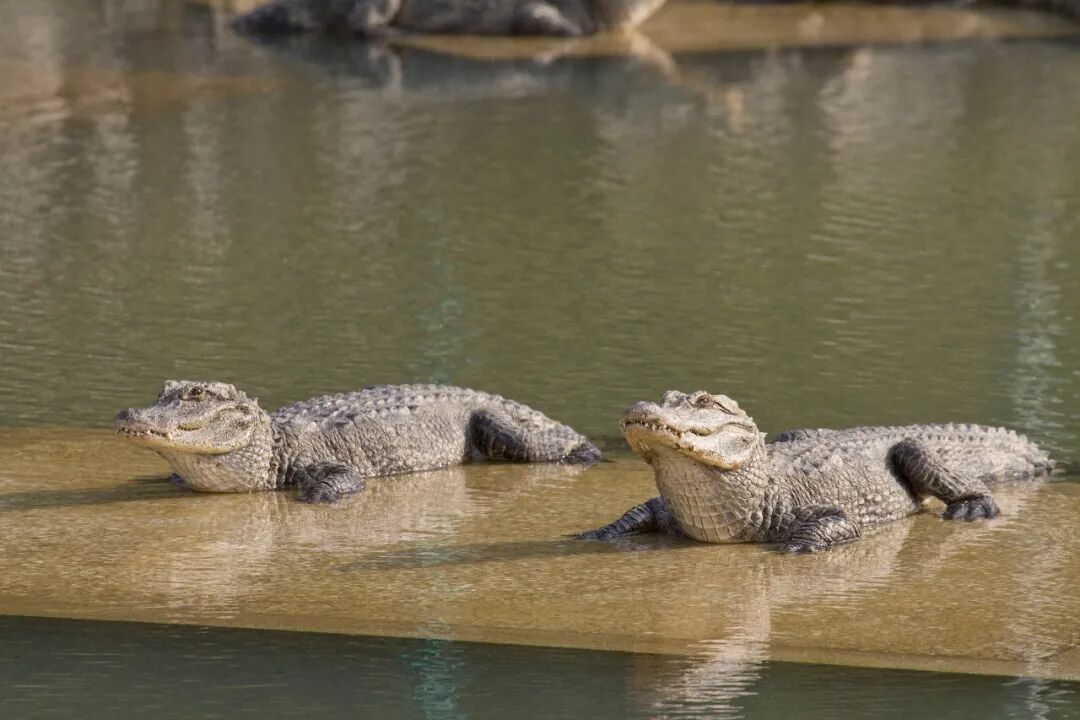 冬眠结束,2000余条扬子鳄陆续转移到户外 冬眠结束,2000余条扬子鳄陆续转移到户外