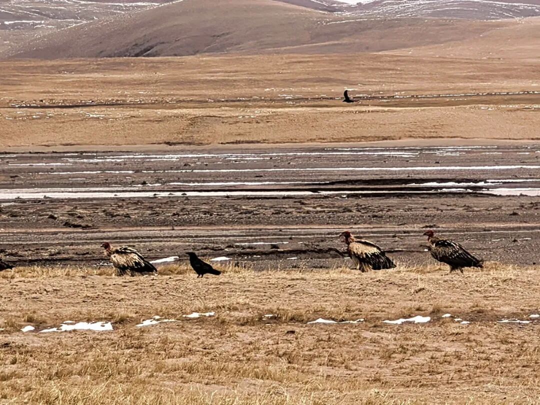 看完《生命树》才懂:可可西里的“残酷”天气,从不是演的 看完《生命树》才懂:可可西里的“残酷”天气,从不是演的