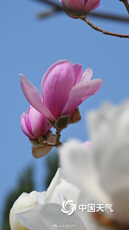 北京双色玉兰大片上新