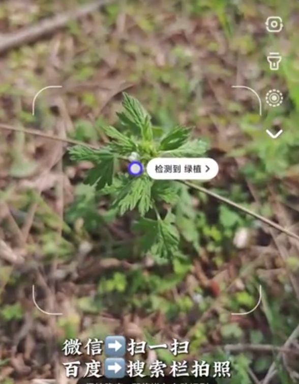 漫山遍野的春菜,哪些能吃,哪些不能吃? 漫山遍野的春菜,哪些能吃,哪些不能吃?