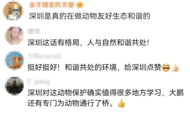 高三学生写信“吐槽”鸟鸣干扰备考，请求学校拆除鸟巢，校长公开回信刷屏了