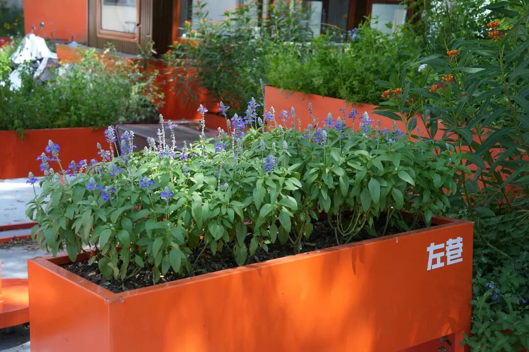 北京胡同里,悄悄多了些“新东西”?电箱穿新衣、路灯有“翅膀”…… 北京胡同里,悄悄多了些“新东西”?电箱穿新衣、路灯有“翅膀”……