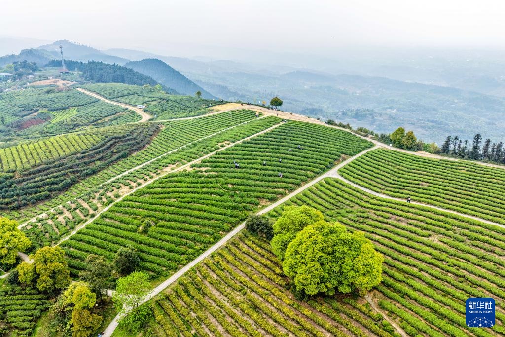 重庆荣昌:春茶采摘正当时 重庆荣昌:春茶采摘正当时