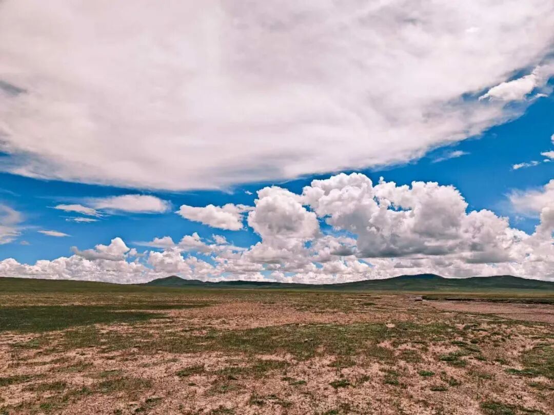 看完《生命树》才懂:可可西里的“残酷”天气,从不是演的 看完《生命树》才懂:可可西里的“残酷”天气,从不是演的