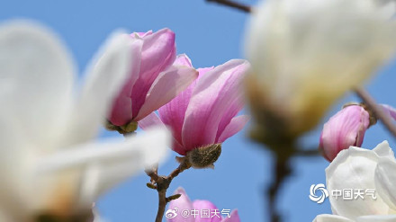 北京双色玉兰大片上新