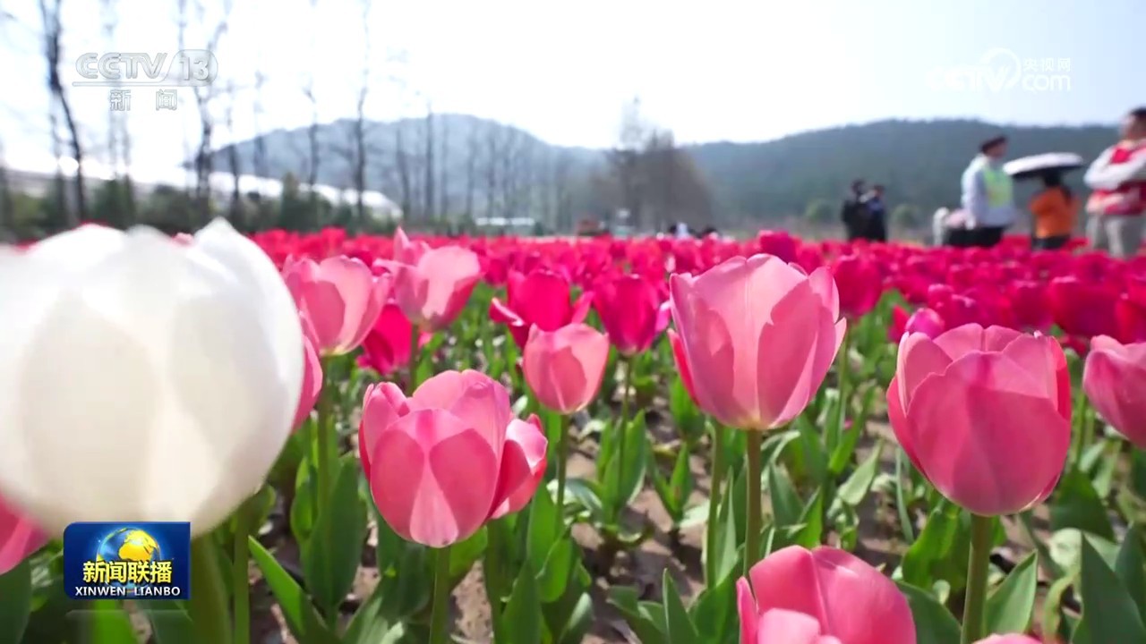 赏花正当时 带动春日经济火热 赏花正当时 带动春日经济火热