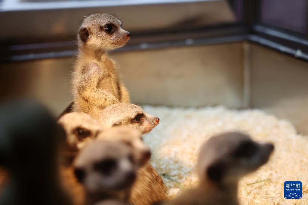 宠物经济撬动情感消费新场景 宠物经济撬动情感消费新场景