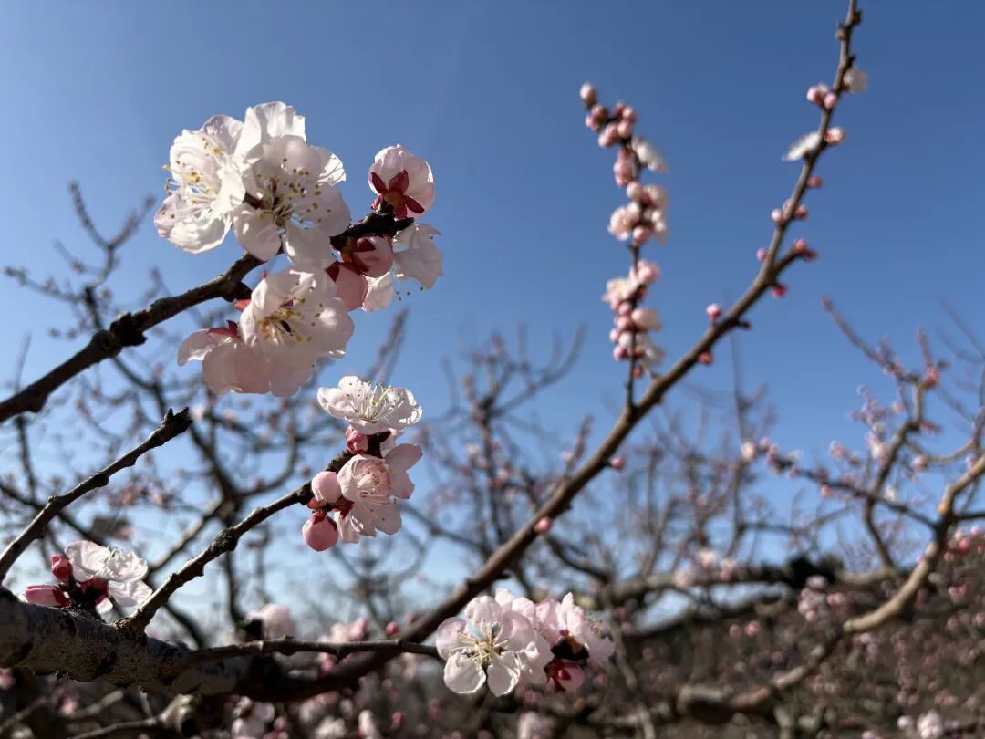 北京正式入春！