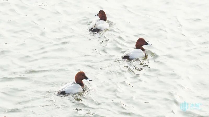 松花江畔迎鸭界“隐藏款”贵客!5种珍稀漂亮鸭扎堆“野鸭湾” 松花江畔迎鸭界“隐藏款”贵客!5种珍稀漂亮鸭扎堆“野鸭湾”