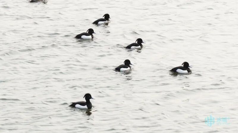松花江畔迎鸭界“隐藏款”贵客!5种珍稀漂亮鸭扎堆“野鸭湾” 松花江畔迎鸭界“隐藏款”贵客!5种珍稀漂亮鸭扎堆“野鸭湾”