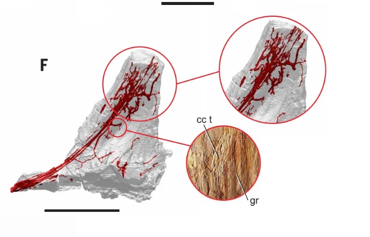 蝌学最前沿丨棘龙家族上新！新种头顶自带 “弯刀” 角冠