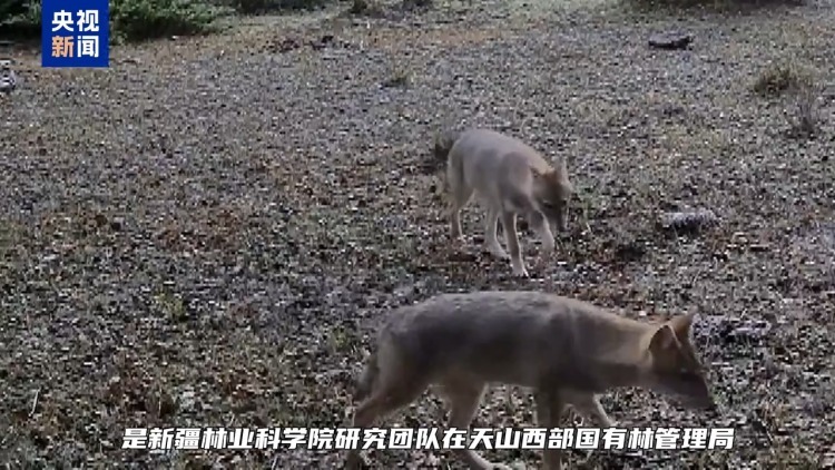 我国西北地区首次记录到亚洲胡狼活动影像 我国西北地区首次记录到亚洲胡狼活动影像