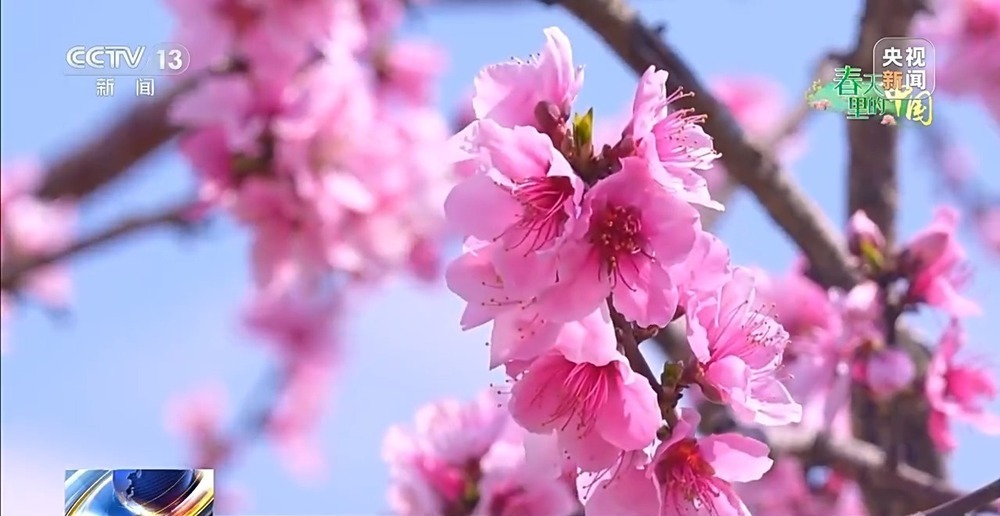 赏花正当时 多地花海“上新”春日经济