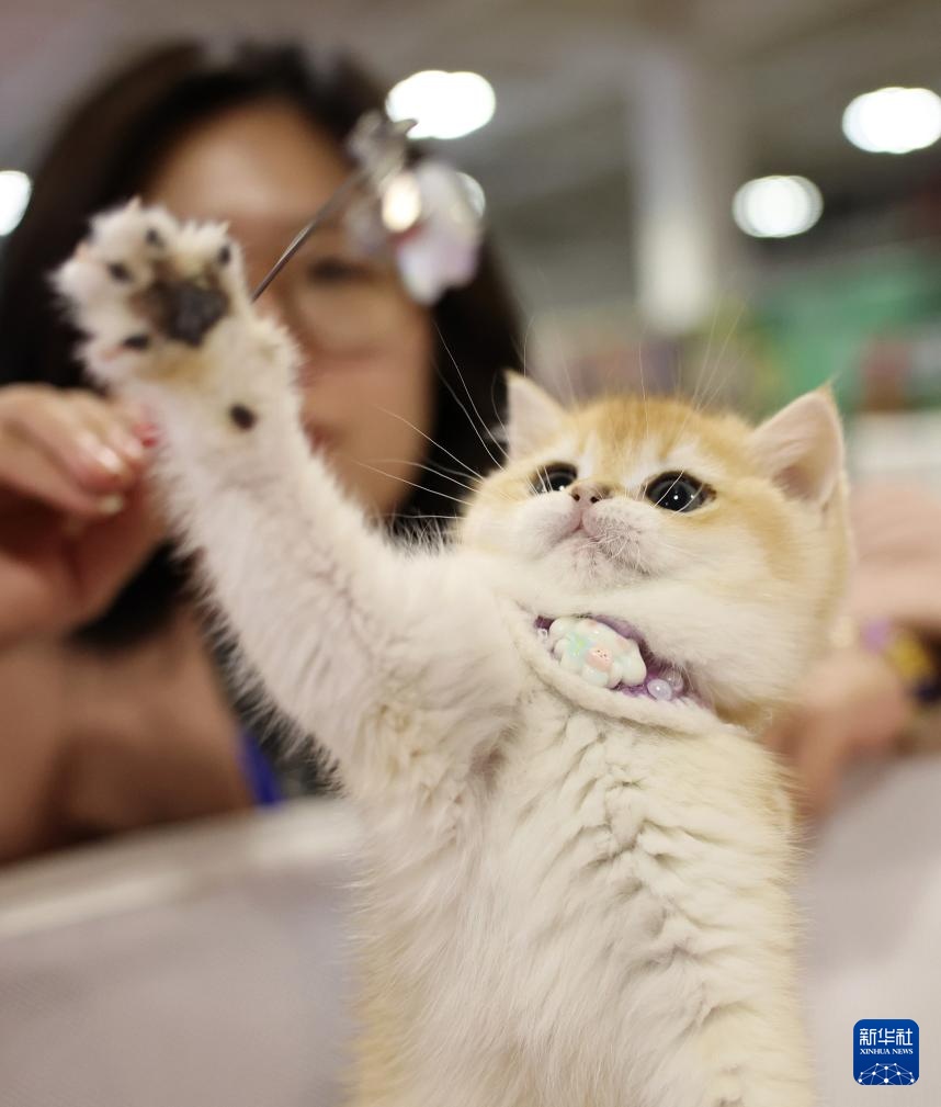 宠物经济撬动情感消费新场景 宠物经济撬动情感消费新场景
