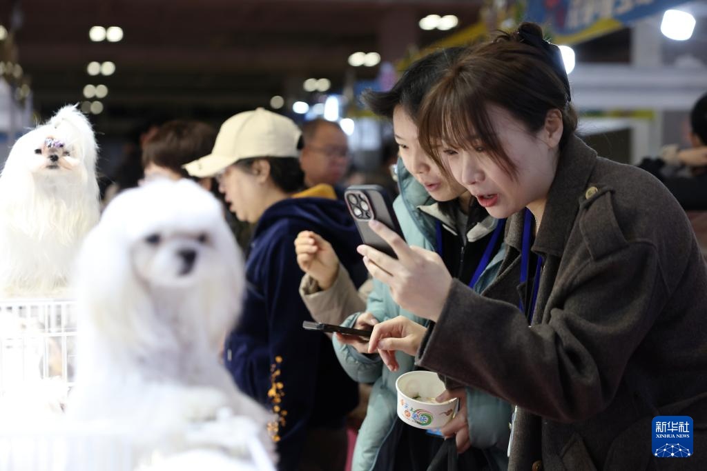 宠物经济撬动情感消费新场景 宠物经济撬动情感消费新场景