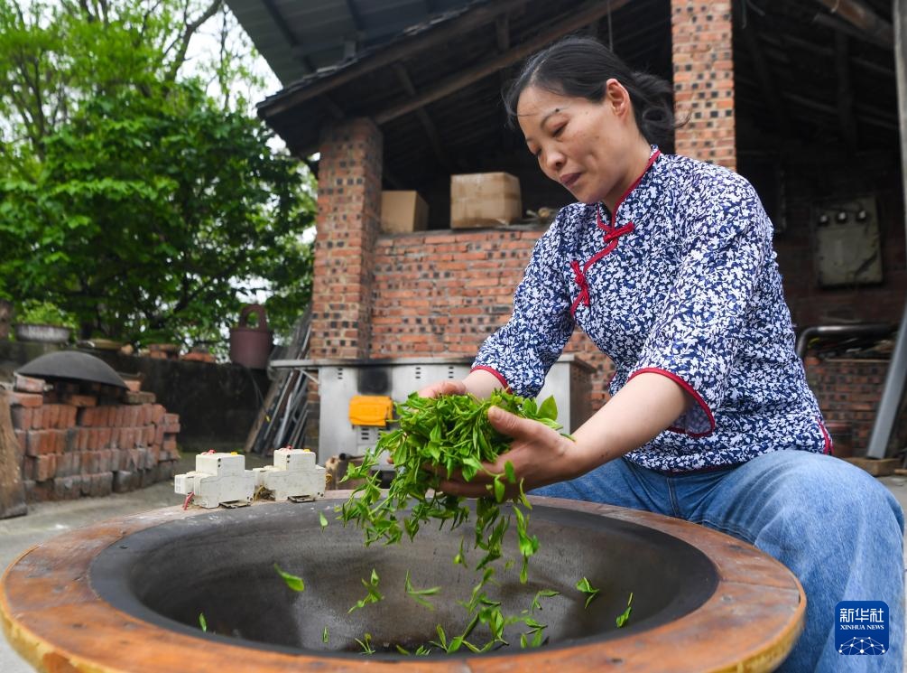 重庆荣昌:春茶采摘正当时 重庆荣昌:春茶采摘正当时