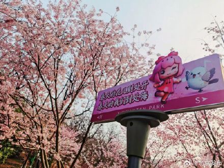 玉渊潭早樱进入最佳观赏期！