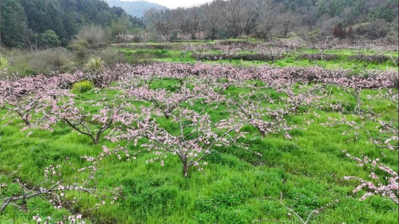 江西宁都:千亩桃花灼灼绽放 以花为媒赋能乡村振兴 江西宁都:千亩桃花灼灼绽放 以花为媒赋能乡村振兴