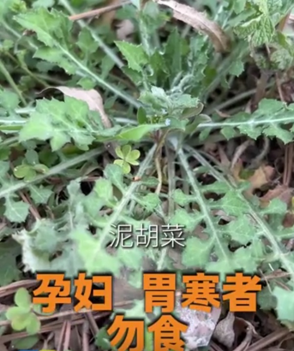 漫山遍野的春菜,哪些能吃,哪些不能吃? 漫山遍野的春菜,哪些能吃,哪些不能吃?