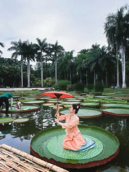 西双版纳热带植物园王莲池“干涸”？园方回应：正在清理维护，开放时间待定