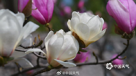 北京双色玉兰大片上新