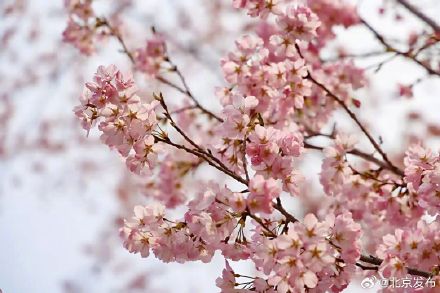 玉渊潭早樱进入最佳观赏期！