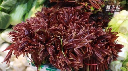 春菜里的鲜美滋味 春菜里的鲜美滋味