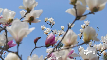 北京双色玉兰大片上新