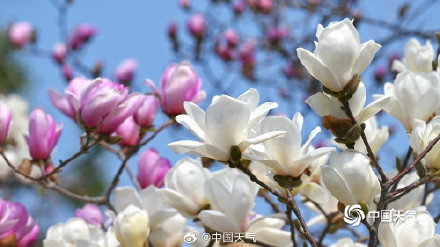 北京双色玉兰大片上新