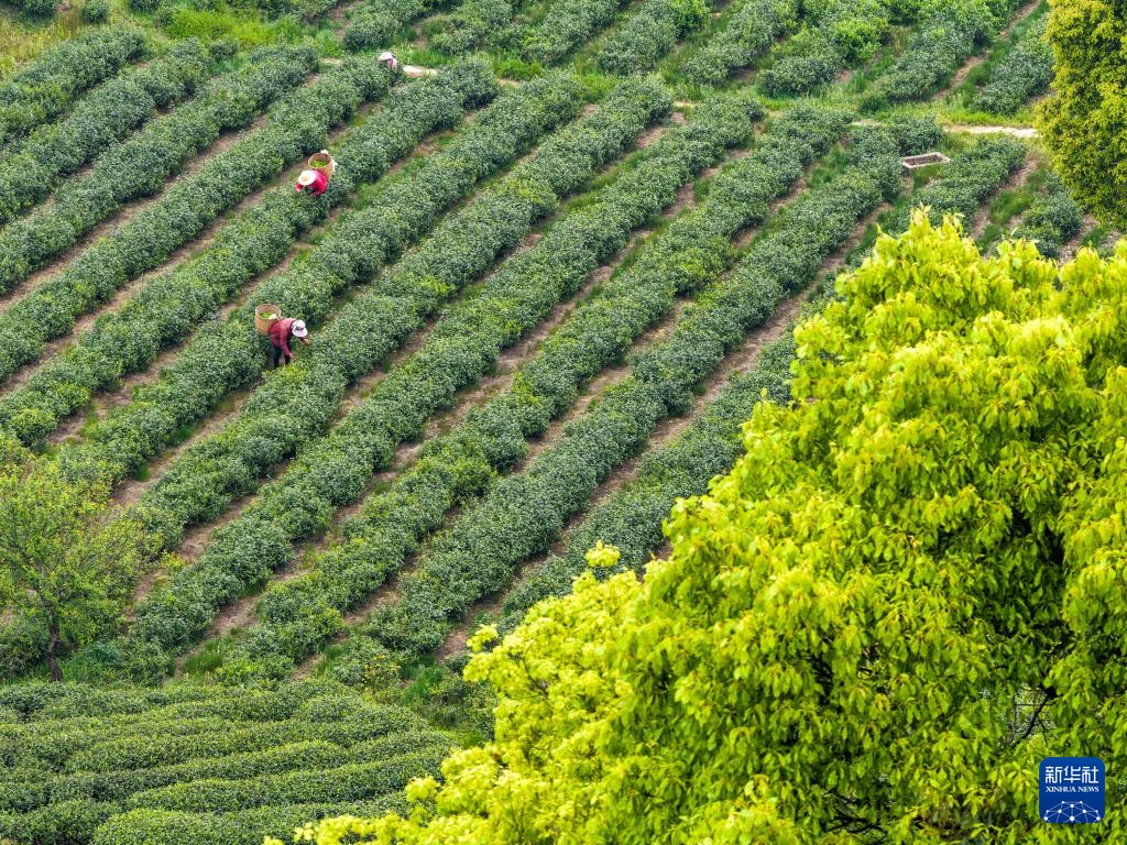 重庆荣昌:春茶采摘正当时 重庆荣昌:春茶采摘正当时