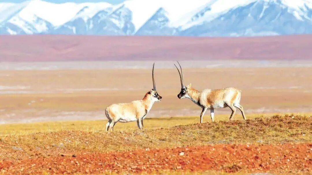 看完《生命树》才懂:可可西里的“残酷”天气,从不是演的 看完《生命树》才懂:可可西里的“残酷”天气,从不是演的