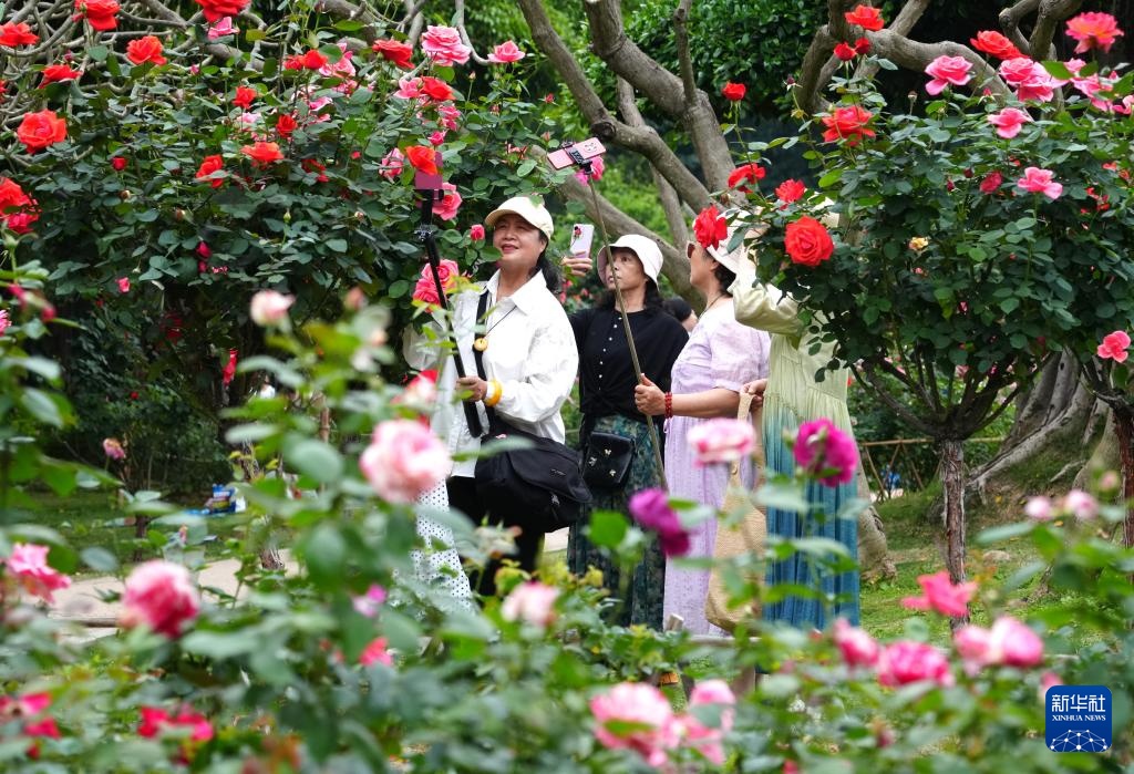广西南宁:月季花开迎客来 广西南宁:月季花开迎客来