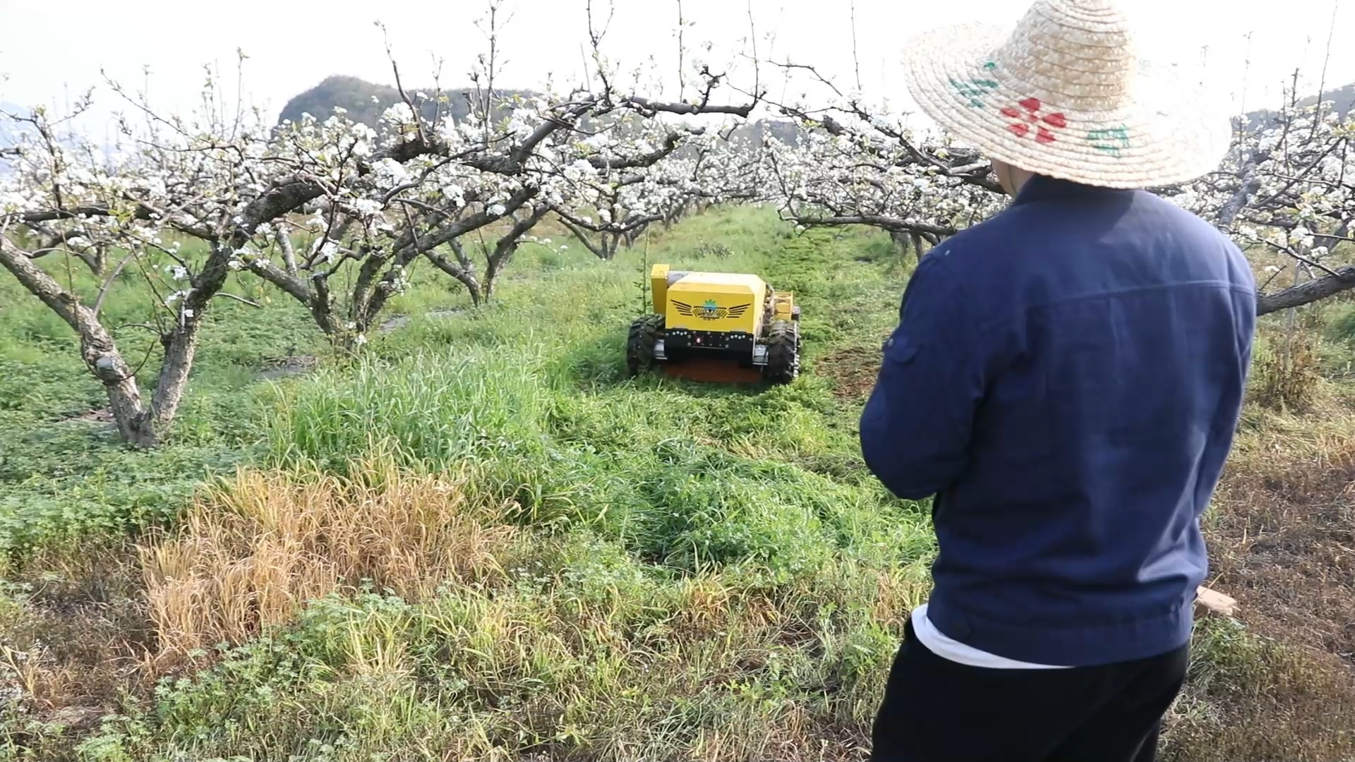 湖南江华瑶山雪梨迎盛花期 人机协作抢农时 湖南江华瑶山雪梨迎盛花期 人机协作抢农时