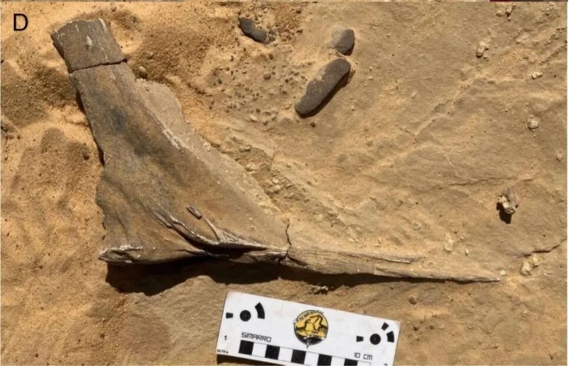 蝌学最前沿丨棘龙家族上新！新种头顶自带 “弯刀” 角冠