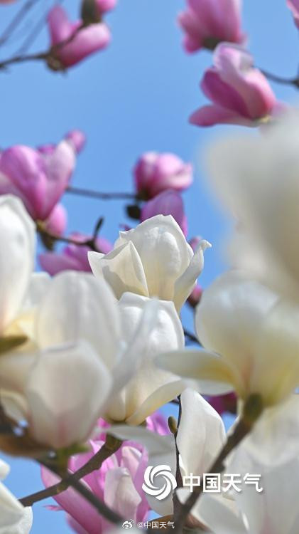 北京双色玉兰大片上新