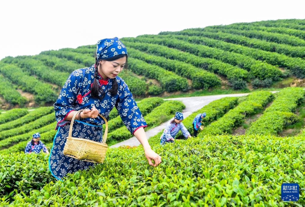 重庆荣昌:春茶采摘正当时 重庆荣昌:春茶采摘正当时